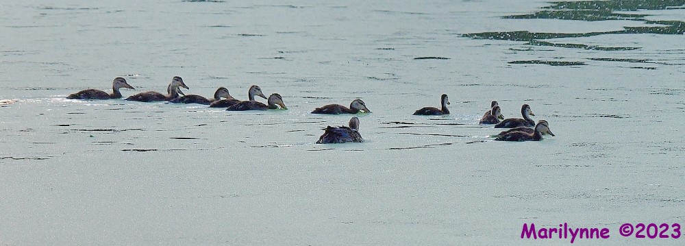 DSC_8777_001.JPG