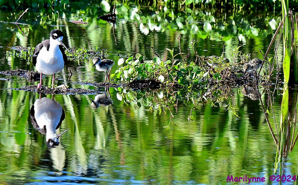DSC_8777_001.JPG