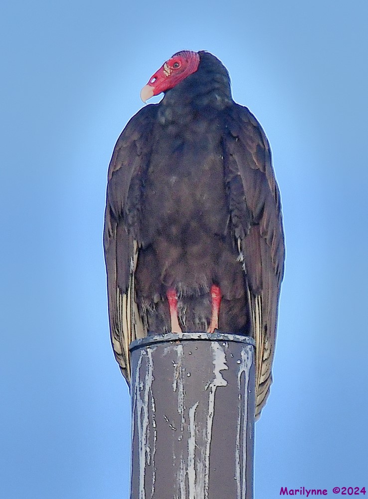 DSC_8777_001.JPG