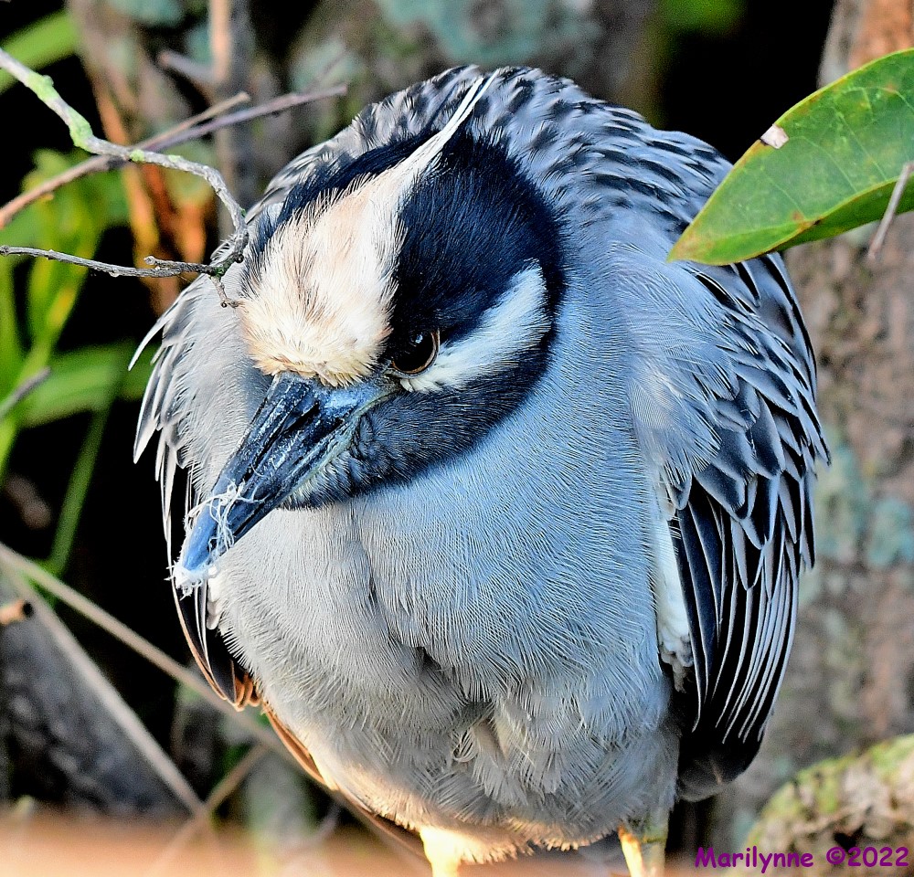 DSC_8778_001.JPG