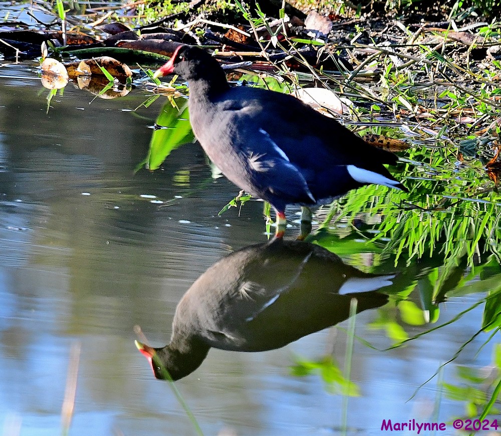 DSC_8780_001.JPG