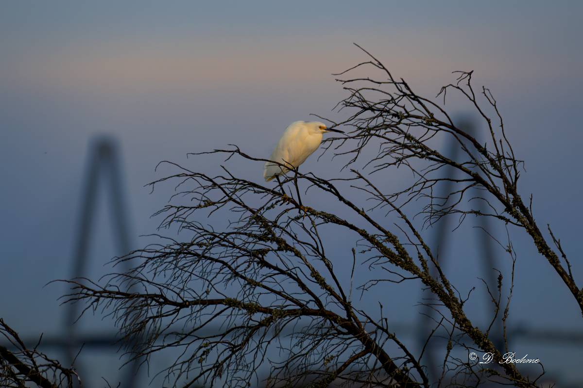 DSC_8782-DeNoiseAI-low-light.jpg