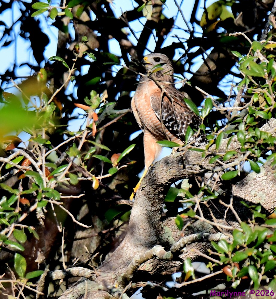 DSC_8782_001.JPG