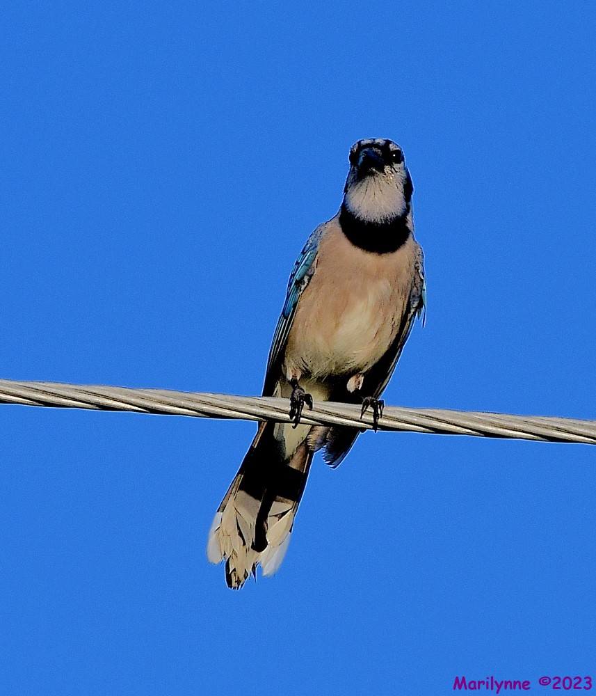 DSC_8784_001.JPG