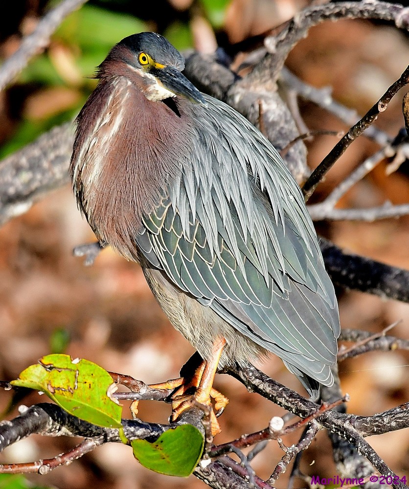 DSC_8785_001.JPG