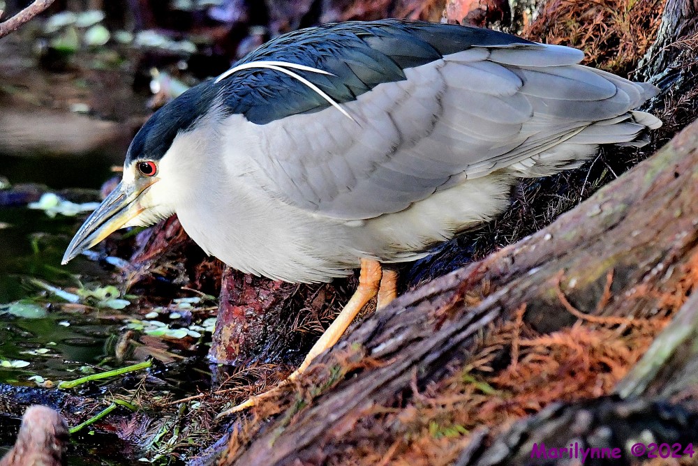 DSC_8786_001.JPG