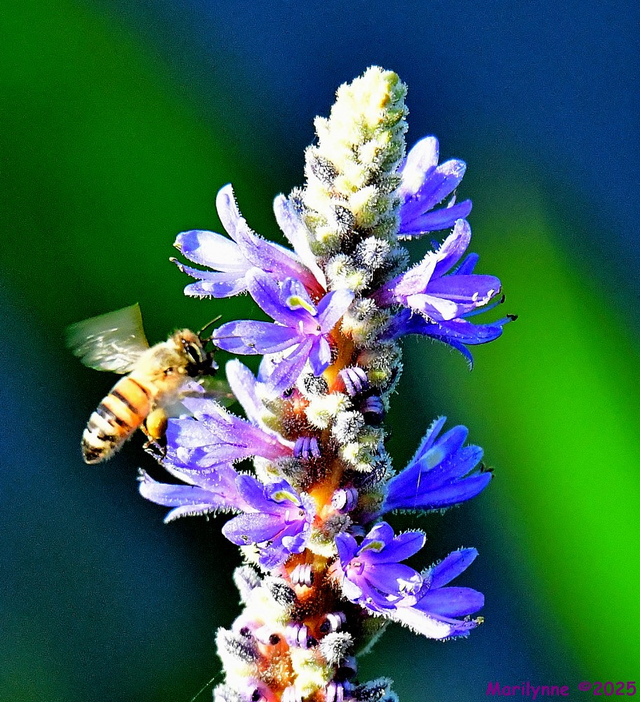 DSC_8786_001.JPG