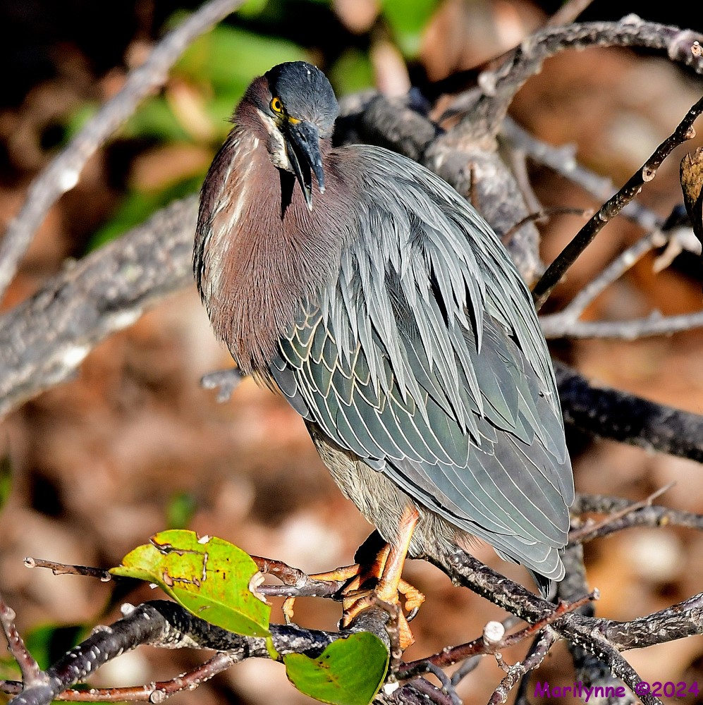 DSC_8787_001.JPG