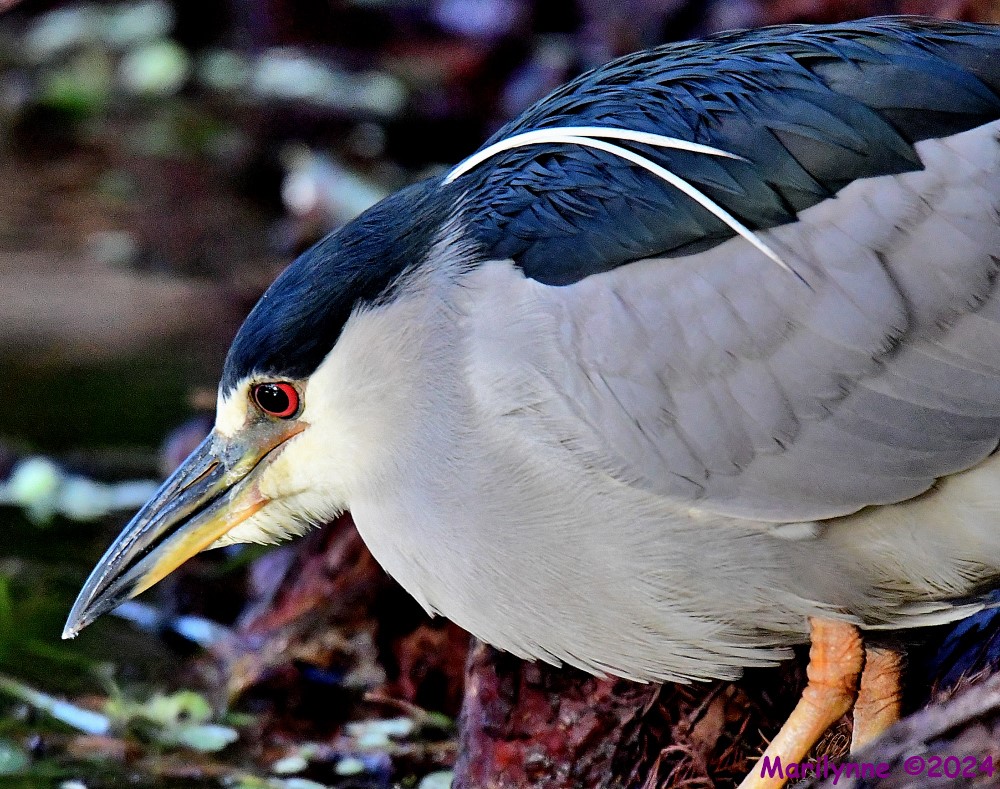 DSC_8792_001.JPG