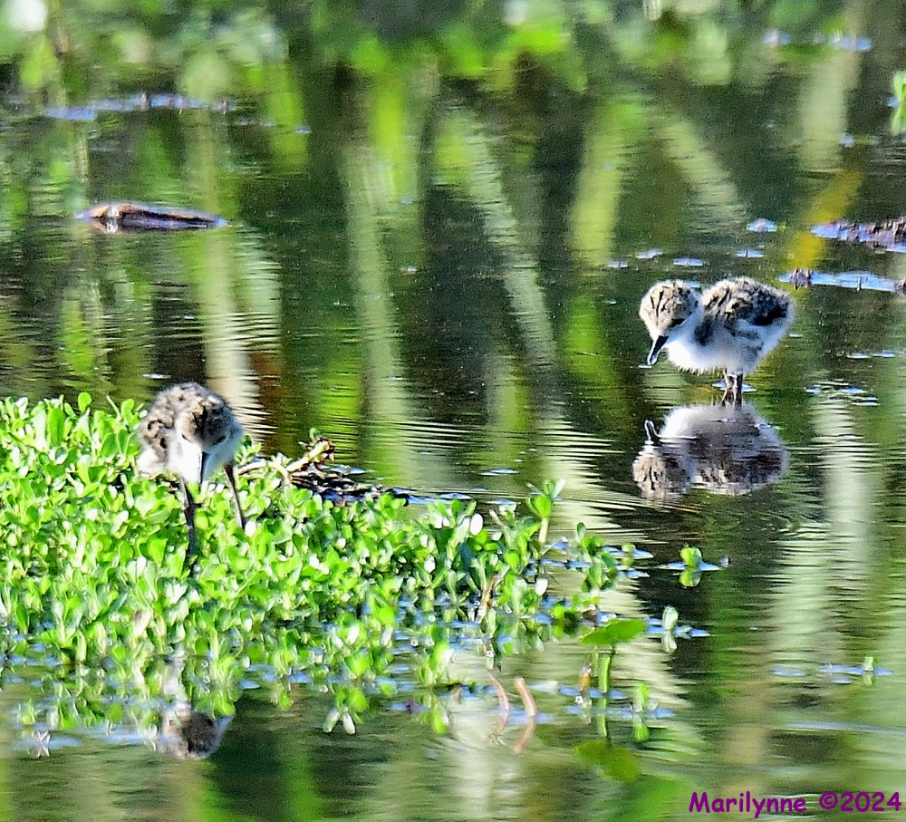 DSC_8794_001.JPG