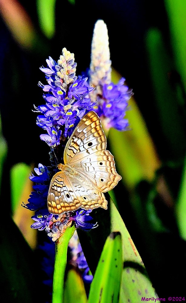 DSC_8794_001.JPG