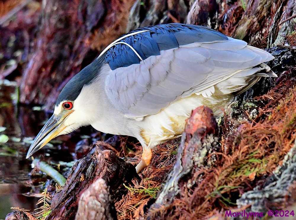 DSC_8794_001.JPG