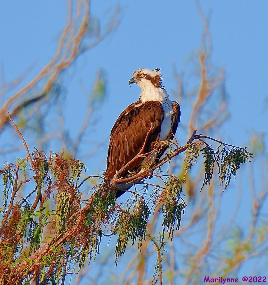 DSC_8795_001.JPG