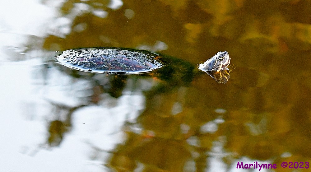 DSC_8797_001.JPG