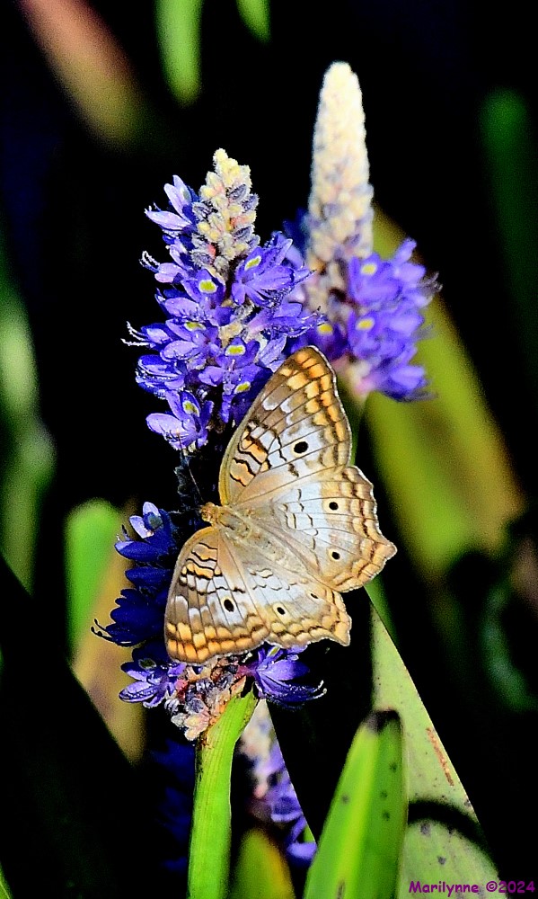 DSC_8799_001.JPG