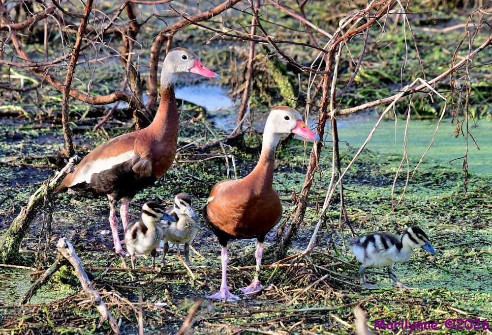 DSC_8800_001.JPG