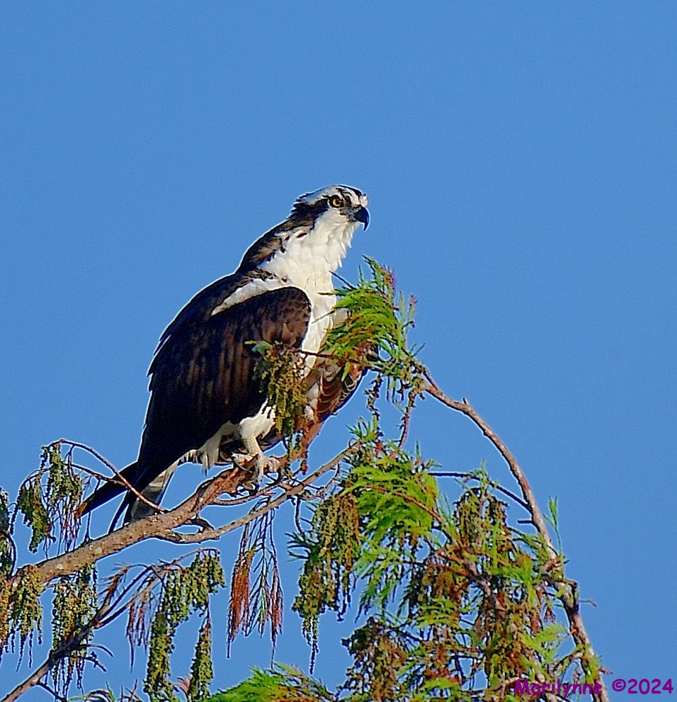 DSC_8802_001.JPG
