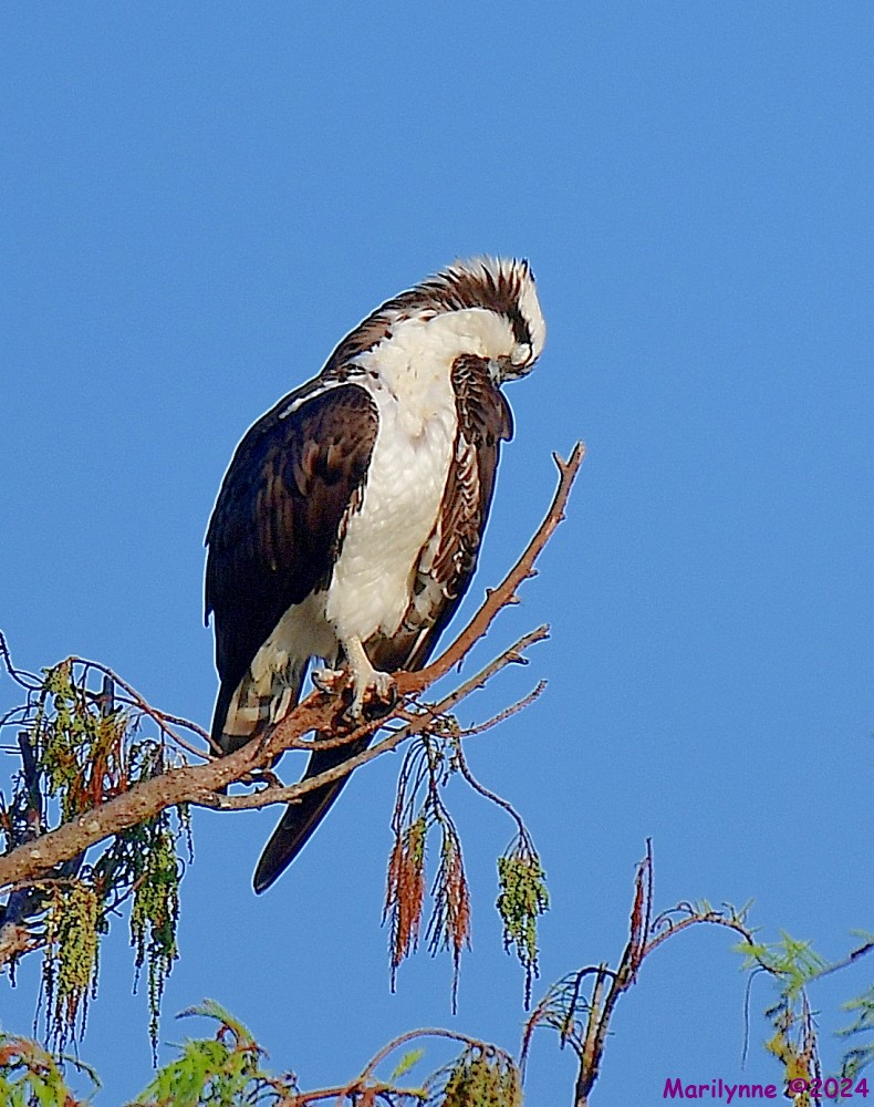 DSC_8804_001.JPG