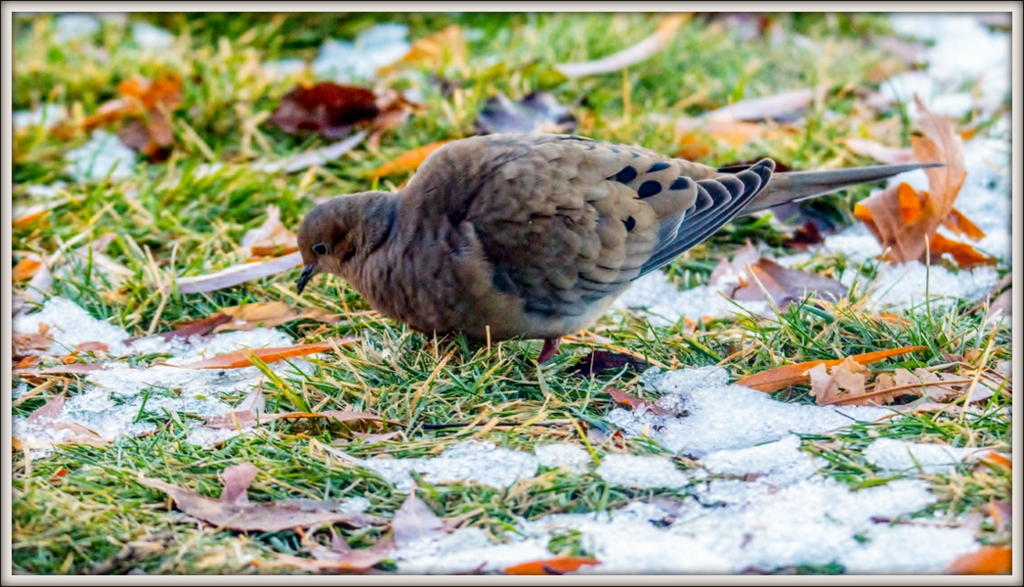 DSC_8806.jpg