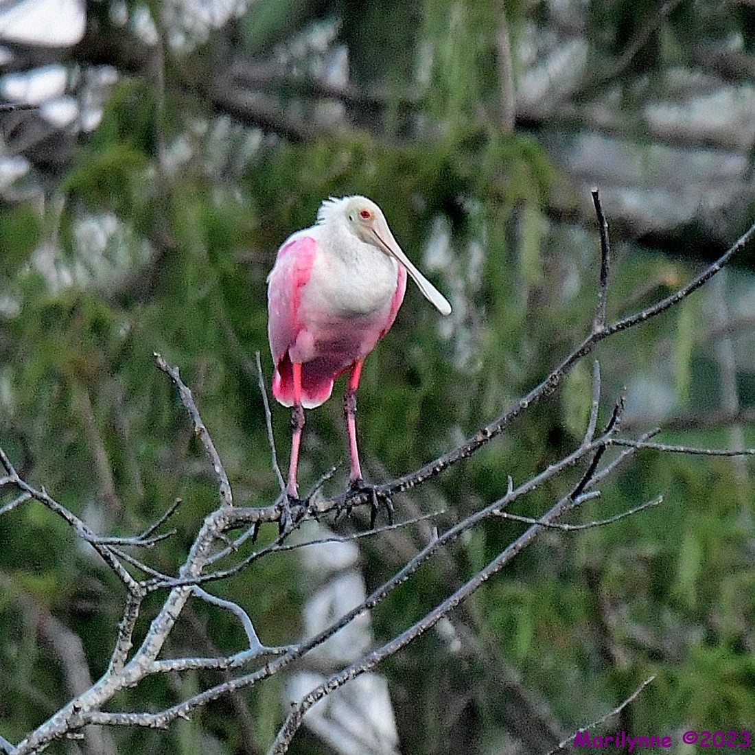 DSC_8807_001.JPG