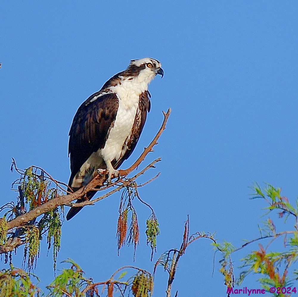 DSC_8807_001.JPG