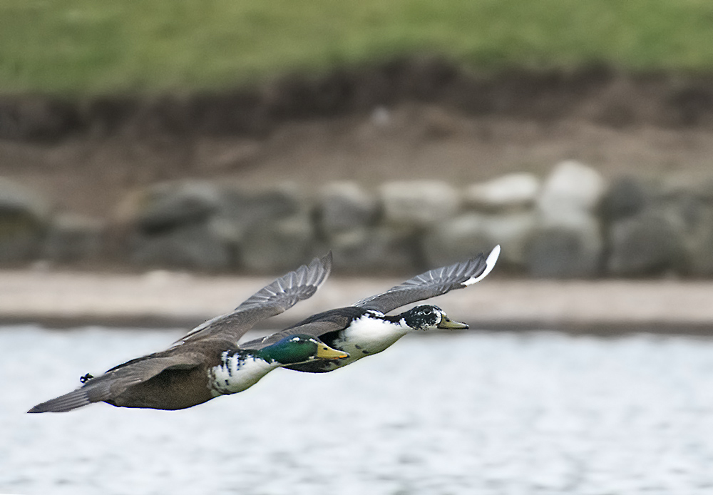 DSC_8808.jpg
