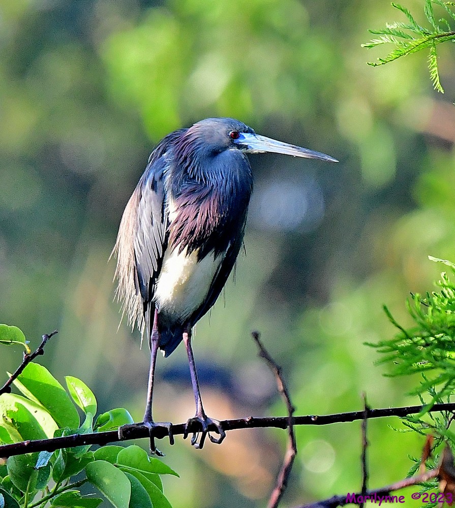 DSC_8808_001.JPG