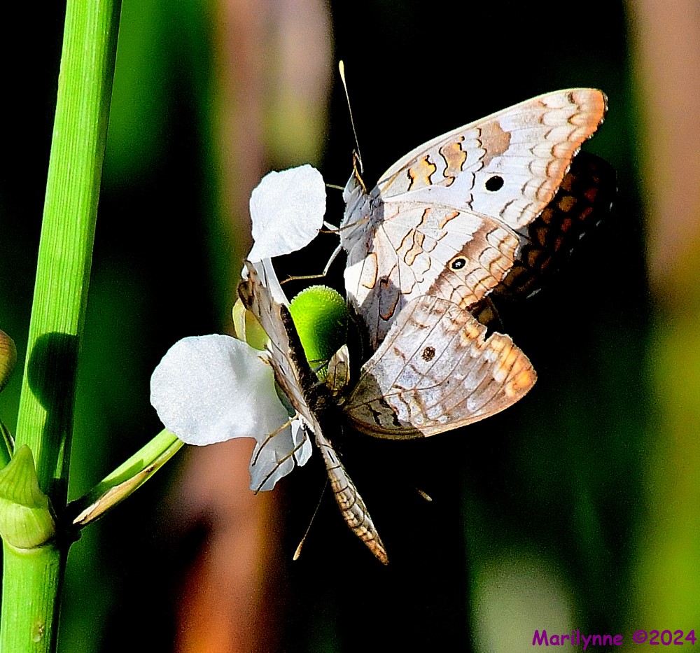 DSC_8808_001.JPG