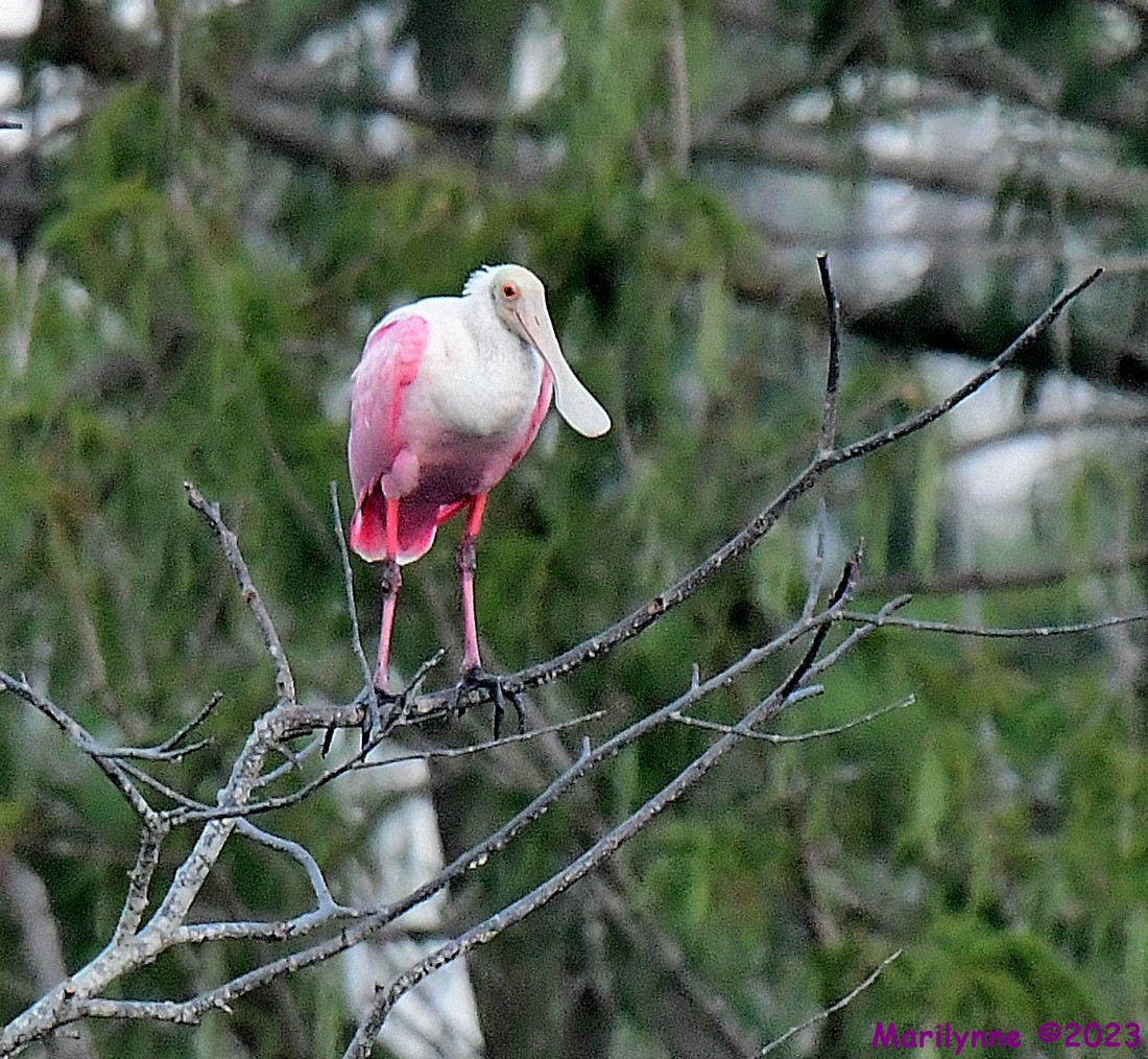 DSC_8809_001.JPG