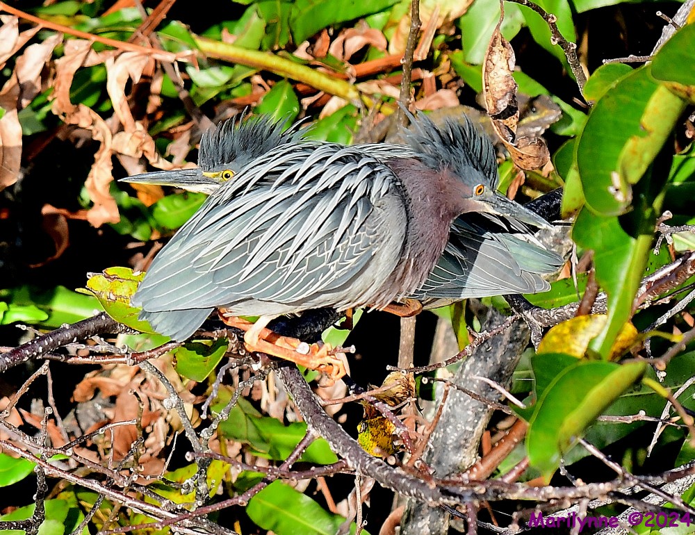 DSC_8809_001.JPG