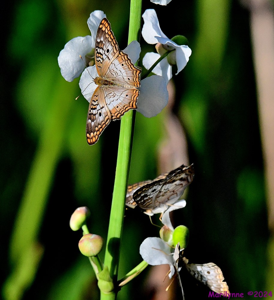 DSC_8811_001.JPG