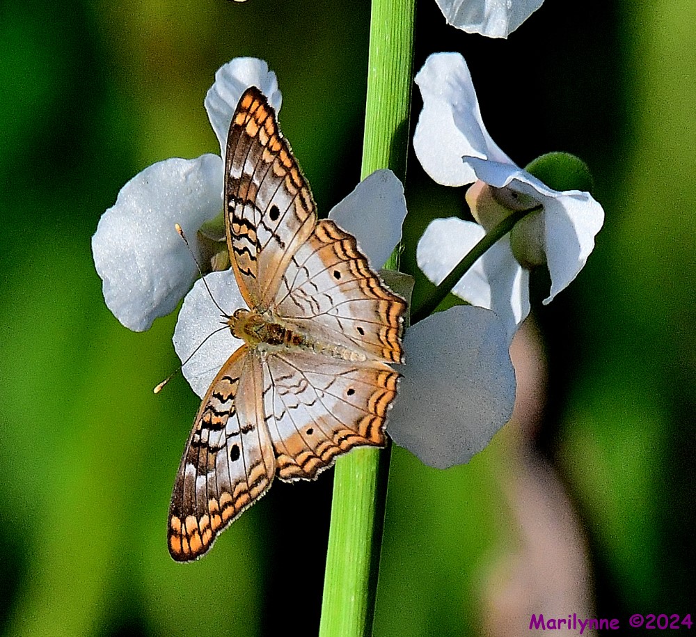 DSC_8813_001.JPG