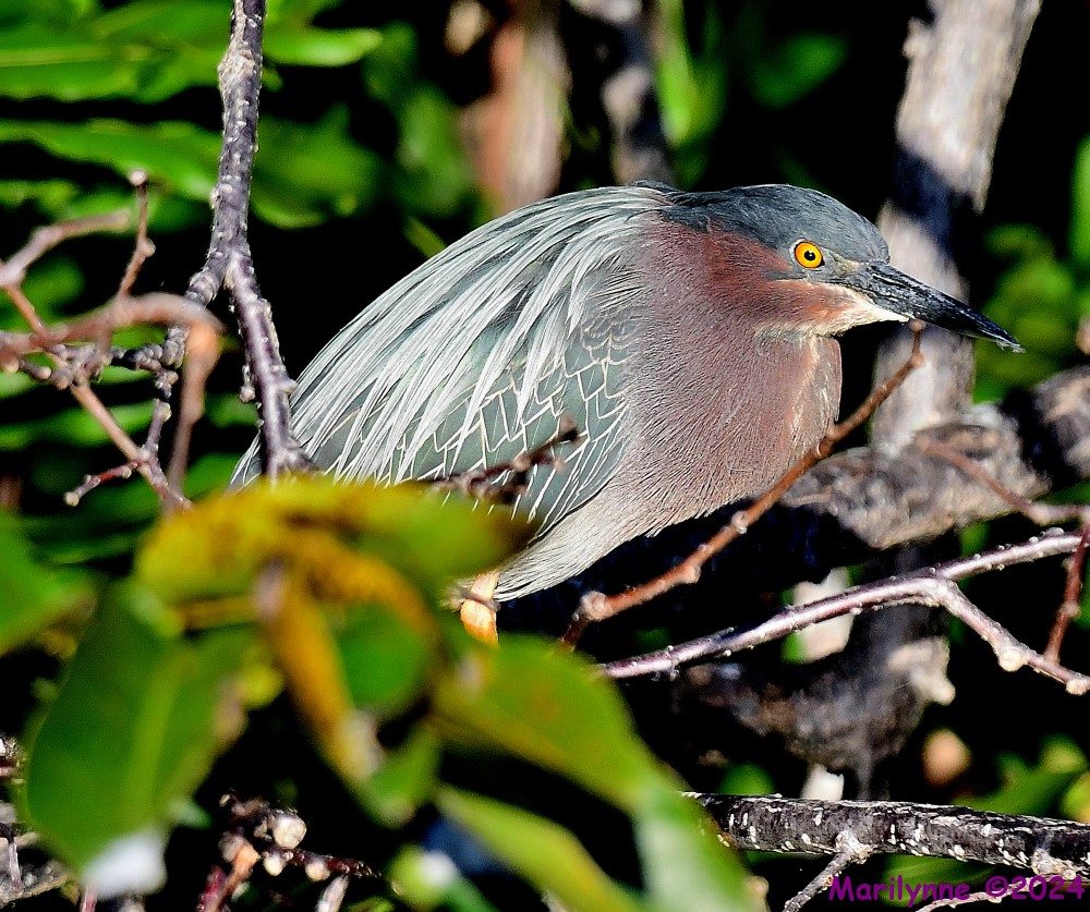 DSC_8816_001.JPG