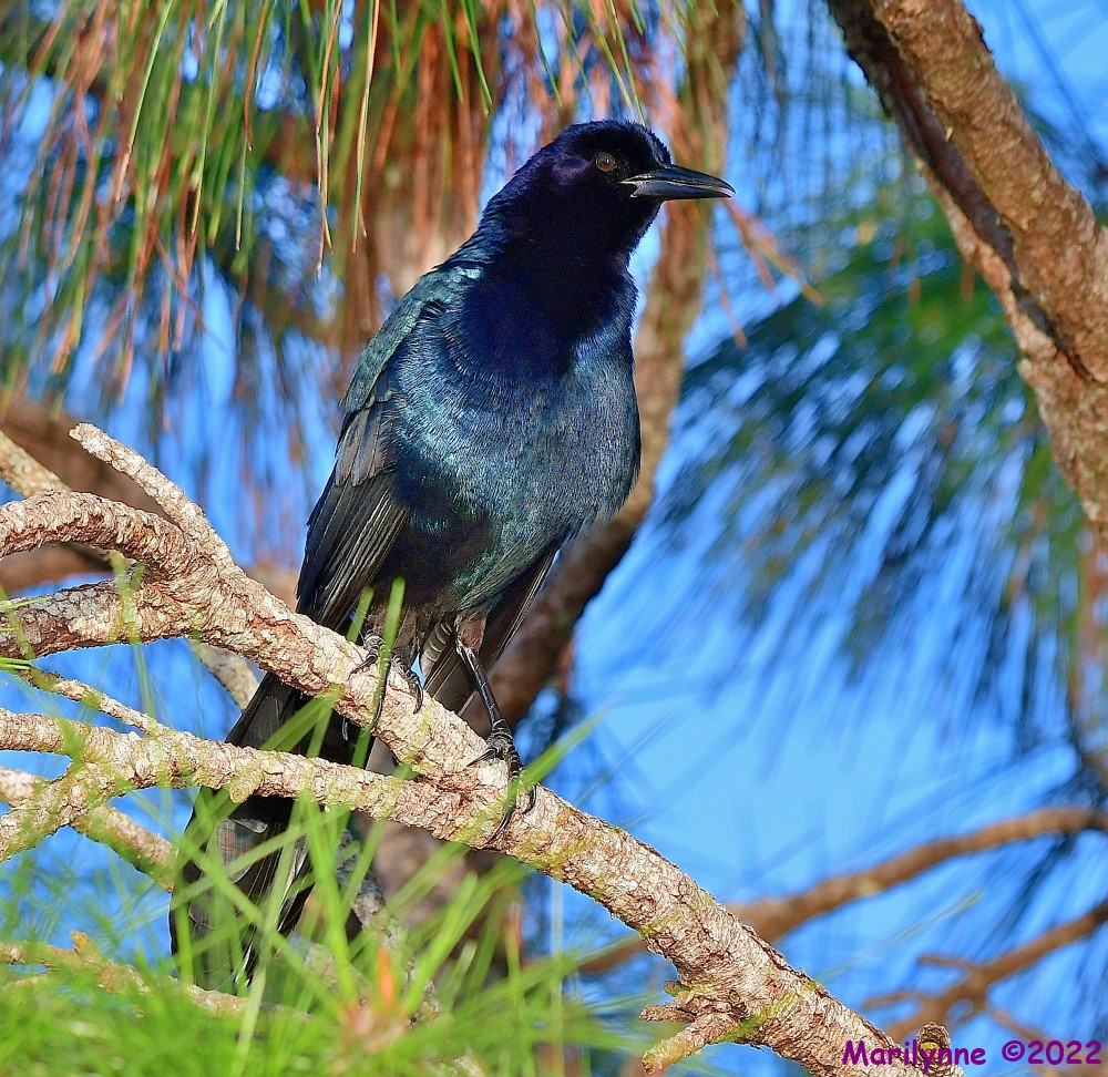 DSC_8817_001.JPG