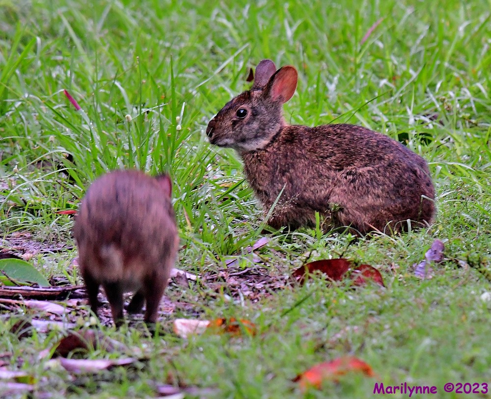DSC_8817_001.JPG