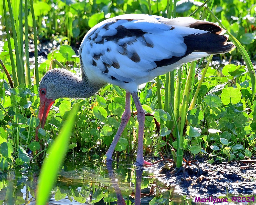 DSC_8818_001.JPG