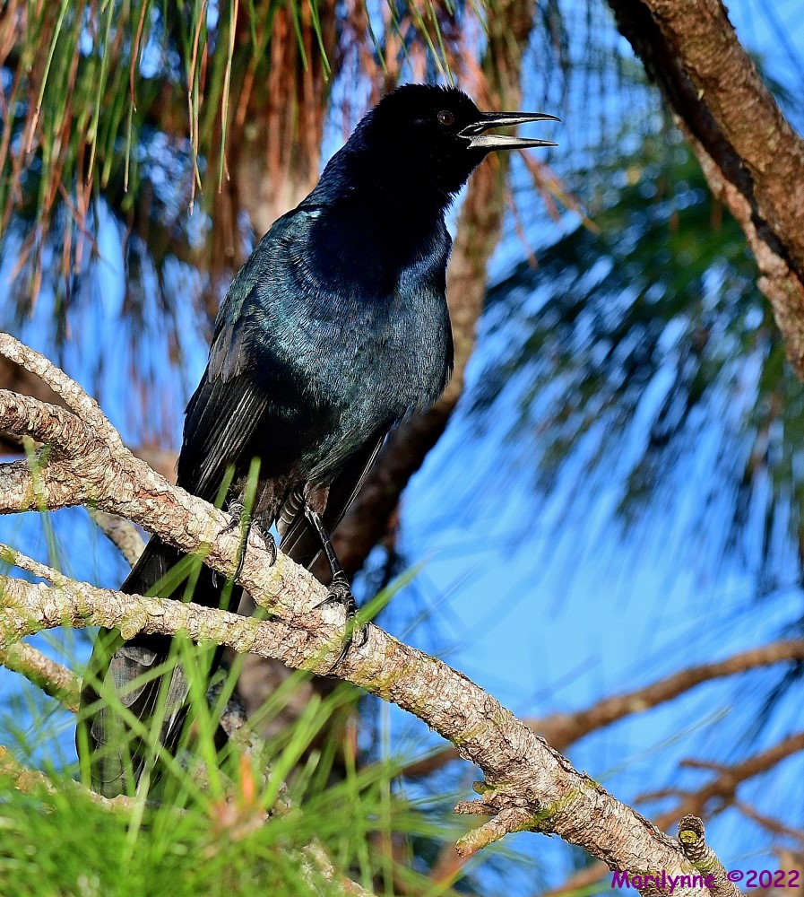 DSC_8819_001.JPG