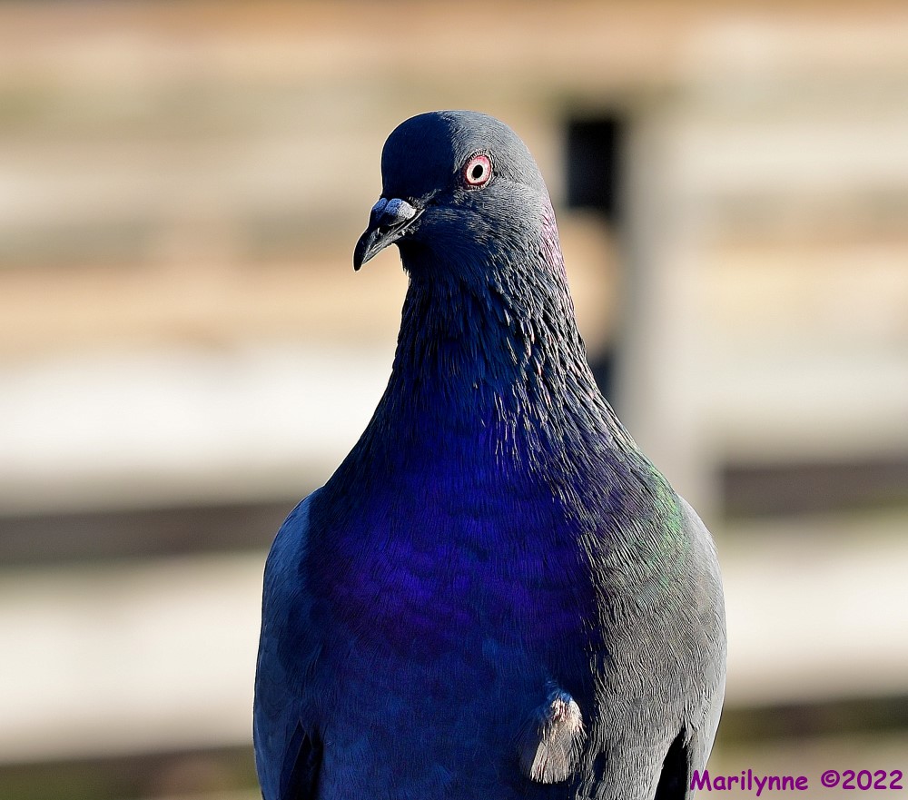 DSC_8824_001.JPG