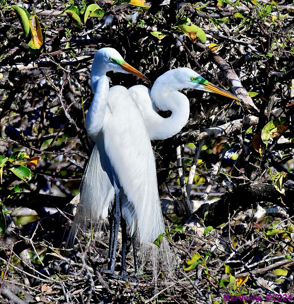 DSC_8824_001.JPG