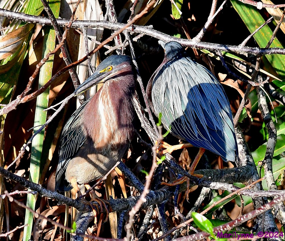 DSC_8826_001.JPG