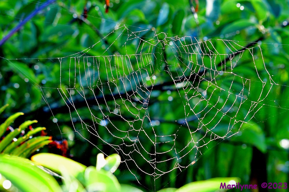 DSC_8827_001.JPG