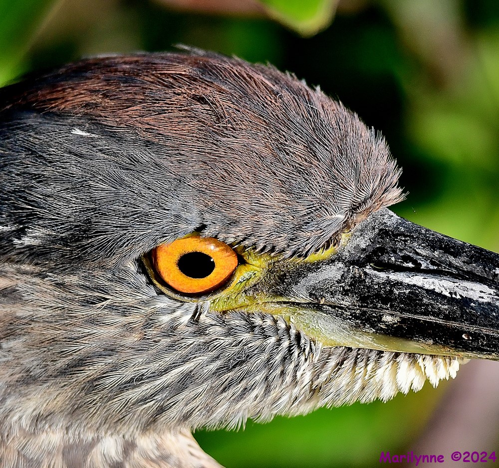 DSC_8827_001.JPG