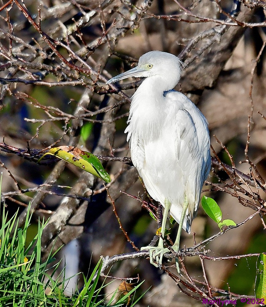 DSC_8829_001.JPG