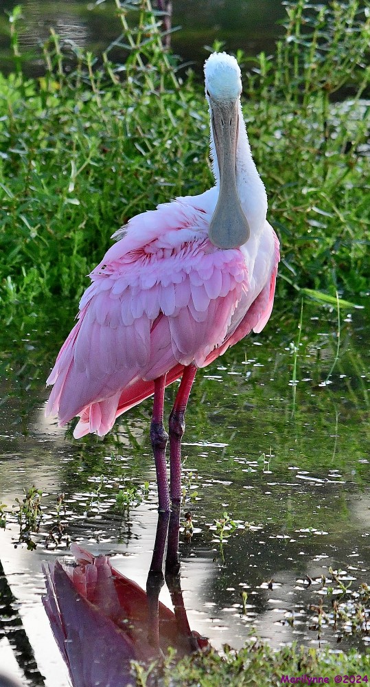 DSC_8830_001.JPG