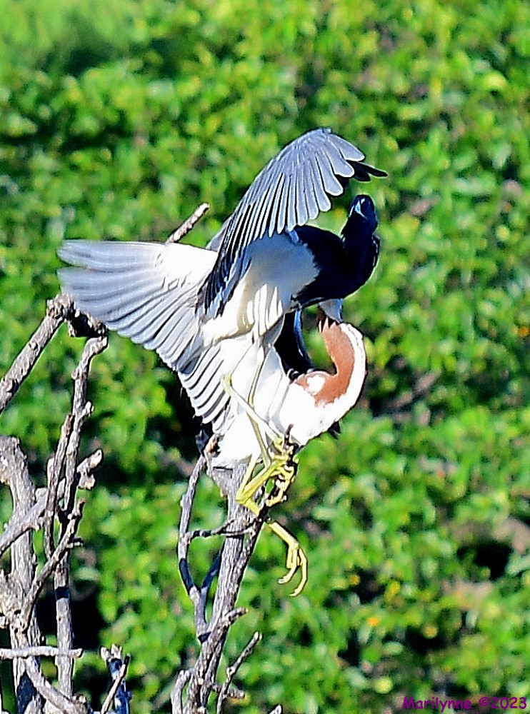 DSC_8833_001.JPG