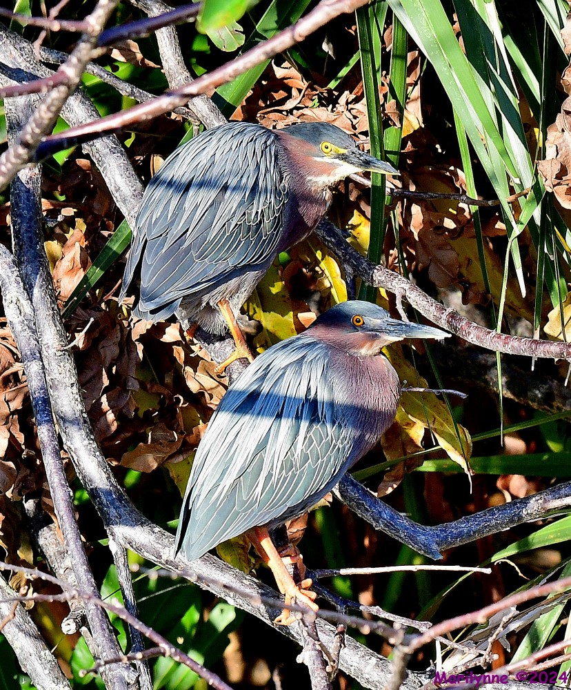 DSC_8833_001.JPG