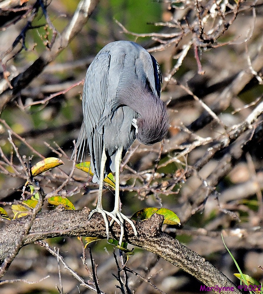 DSC_8833_001_01.JPG