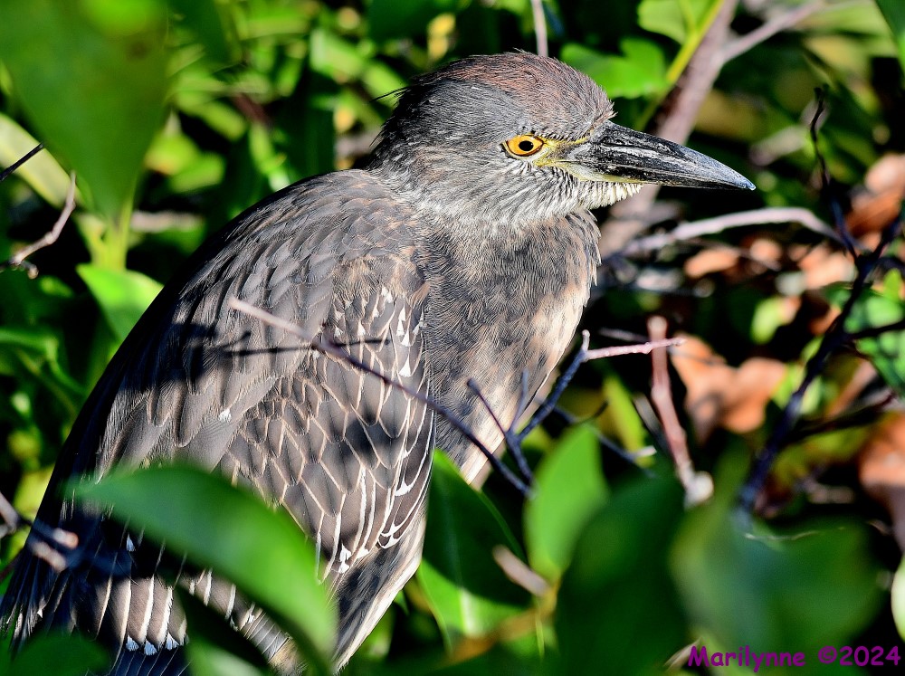 DSC_8837_001.JPG