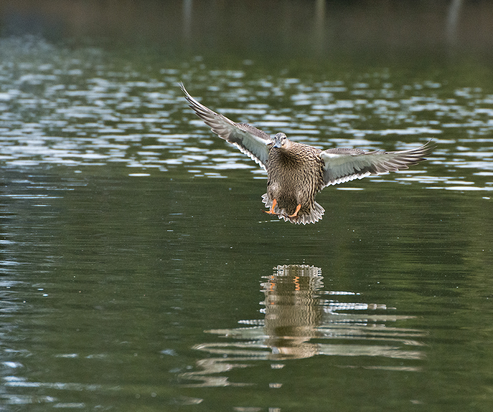 DSC_8840.jpg