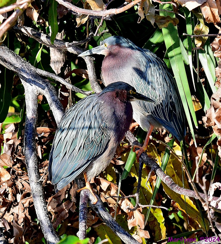 DSC_8840_001.JPG